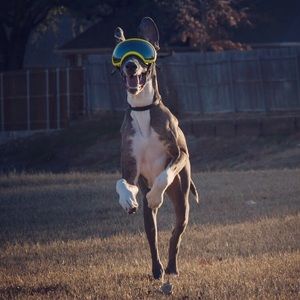 Meet your Posher, Will